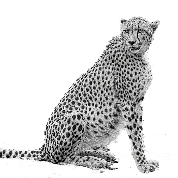 Cheetah No.3 Limited Print