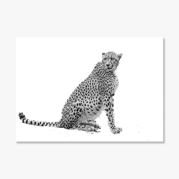 Cheetah No.3 Limited Print