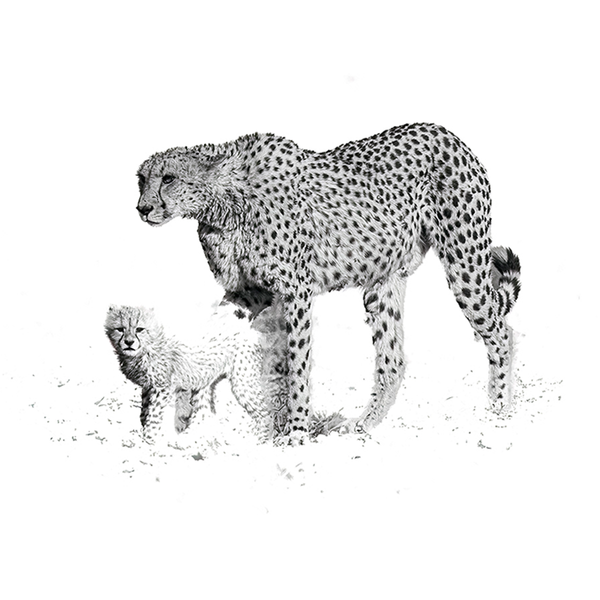 Cheetah No.4 Limited Print