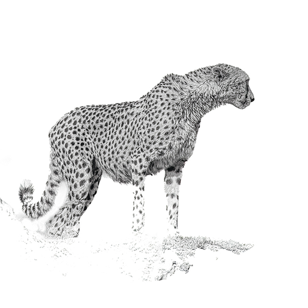 Cheetah No.5 Limited Print