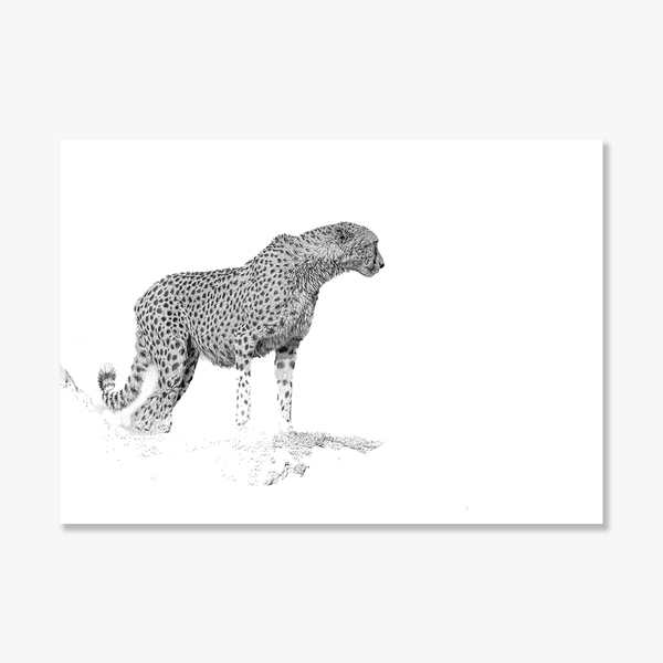 Cheetah No.5 Limited Print