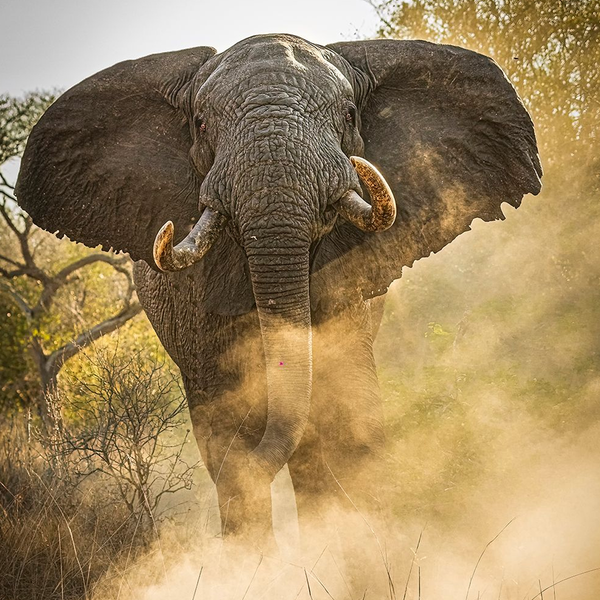 Elephant No.19 Limited Print