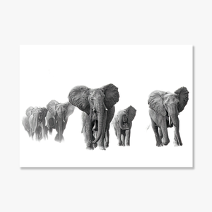 Elephant No.1 Limited Print