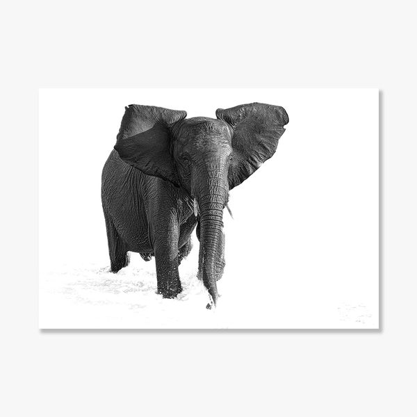 Elephant No.10 Limited Print