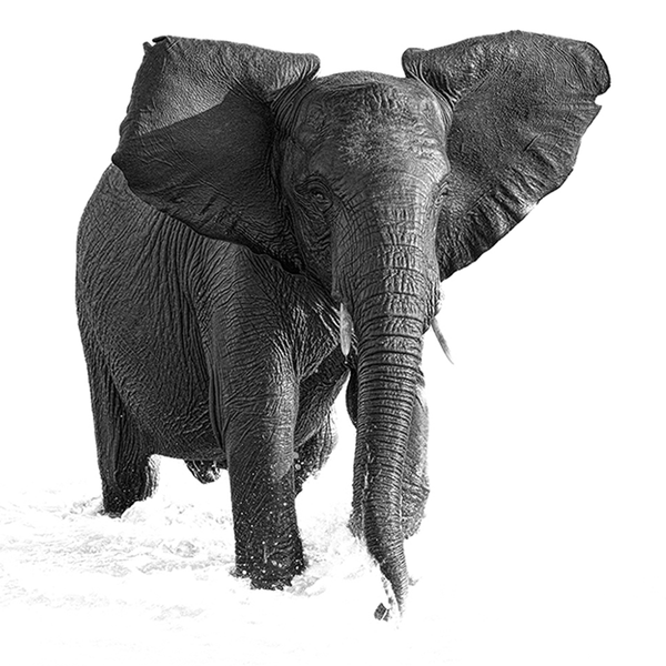 Elephant No.10 Limited Print