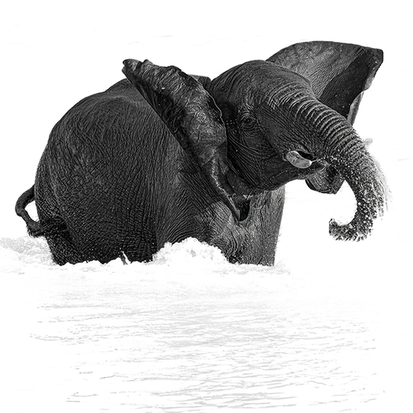 Elephant No.11 Limited Print