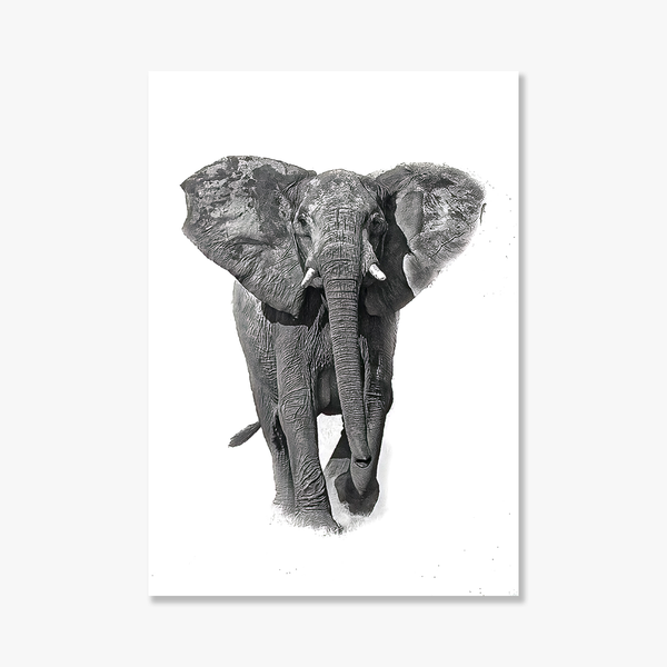Elephant No.12 Limited Print