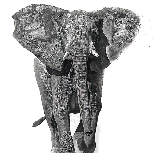 Elephant No.12 Limited Print