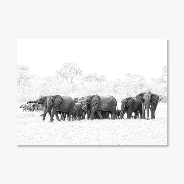 Elephant No.14 Limited Print