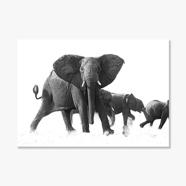 Elephant No.17 Limited Print