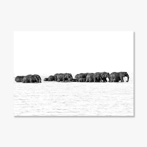 Elephant No.18 Limited Print