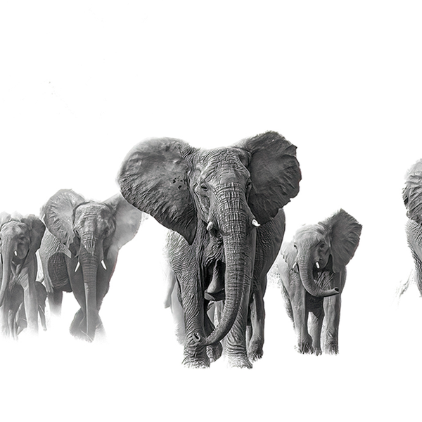 Elephant No.1 Limited Print