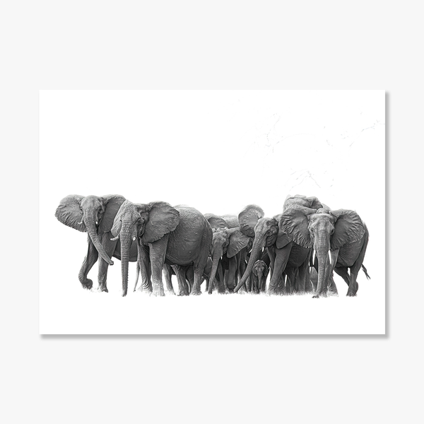 Elephant No.2 Limited to 1 ONLY