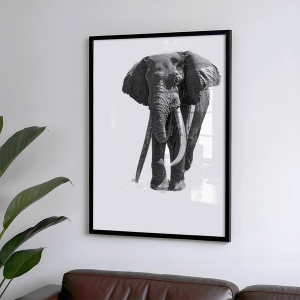 Elephant No.24 Limited Print