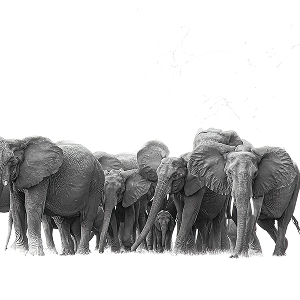 Elephant No.2 Limited to 1 ONLY