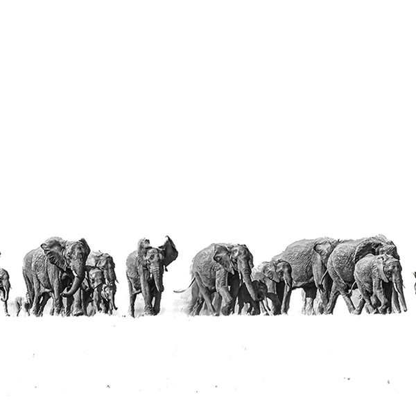 Elephant No.3 Limited Print