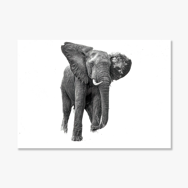 Elephant No.5 Limited Print