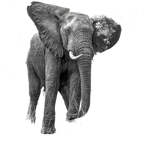 Elephant No.5 Limited Print