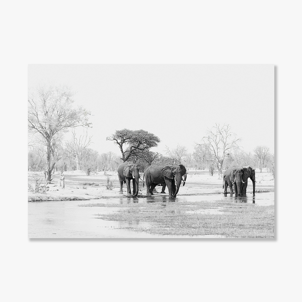 Elephant No.6 Limited Print