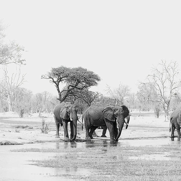 Elephant No.6 Limited Print