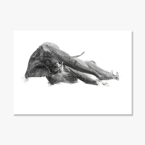 Elephant No.7 Limited Print
