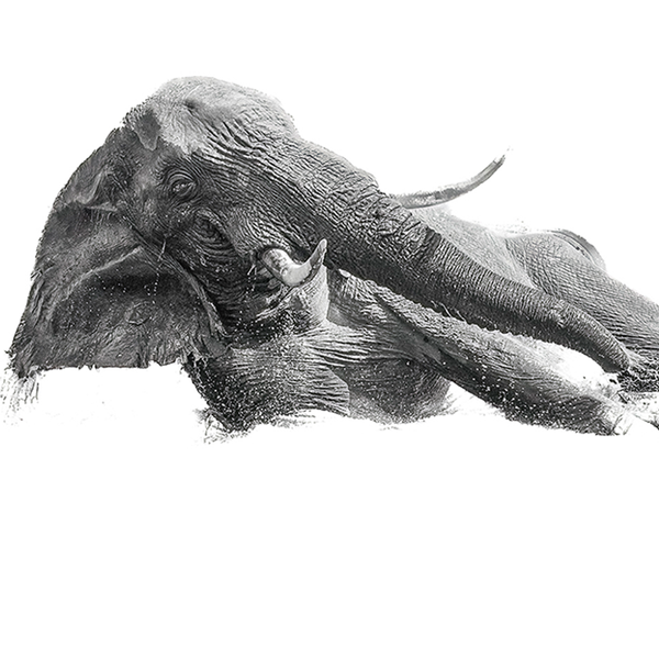 Elephant No.7 Limited Print