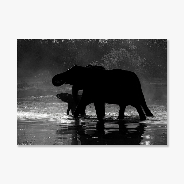 Elephant No.8 Limited Print