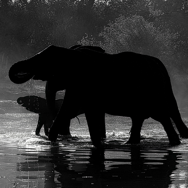 Elephant No.8 Limited Print