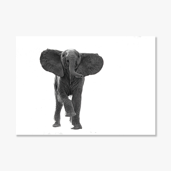 Elephant No.9 Limited Print