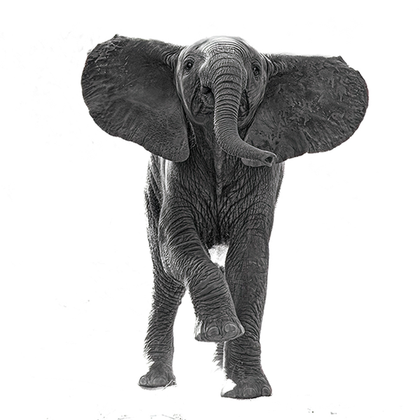 Elephant No.9 Limited Print