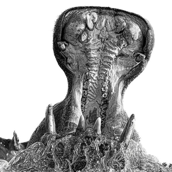 Hippo No.1 Limited Print