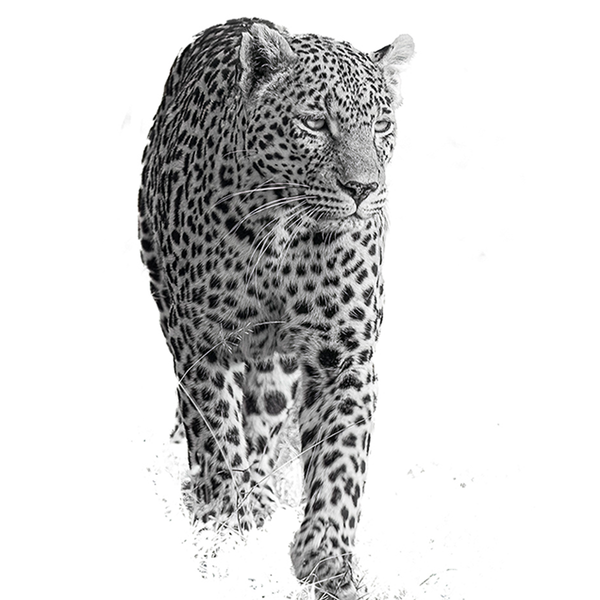 Leopard No.1 Limited Print