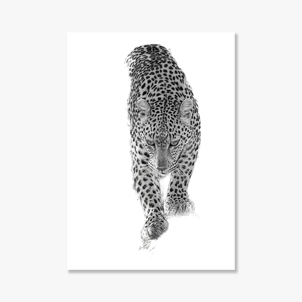 Leopard No.11 Limited Print