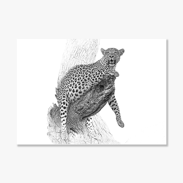 Leopard No.13 Limited Print