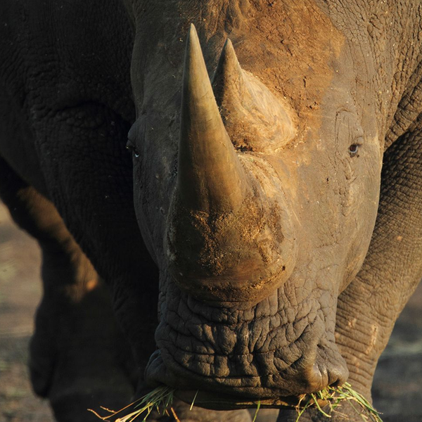 Rhino No.1 Limited Print