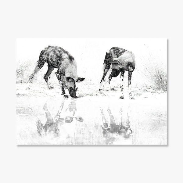 Wild Dog No.6 Limited Print