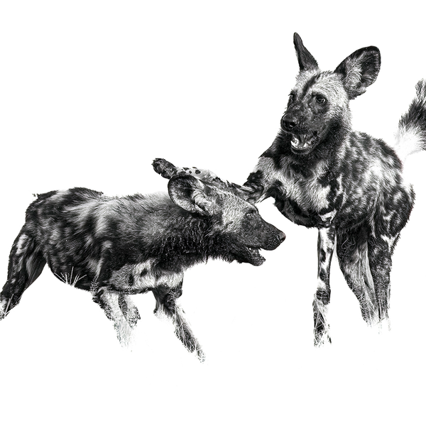 Wild Dog No.1 Limited Print