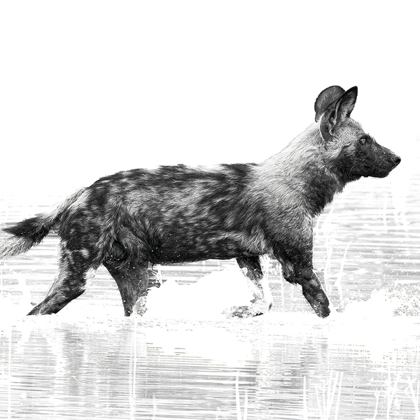 Wild Dog No.2 Limited Print