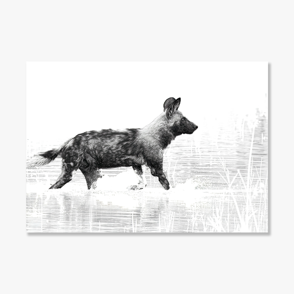 Wild Dog No.2 Limited Print