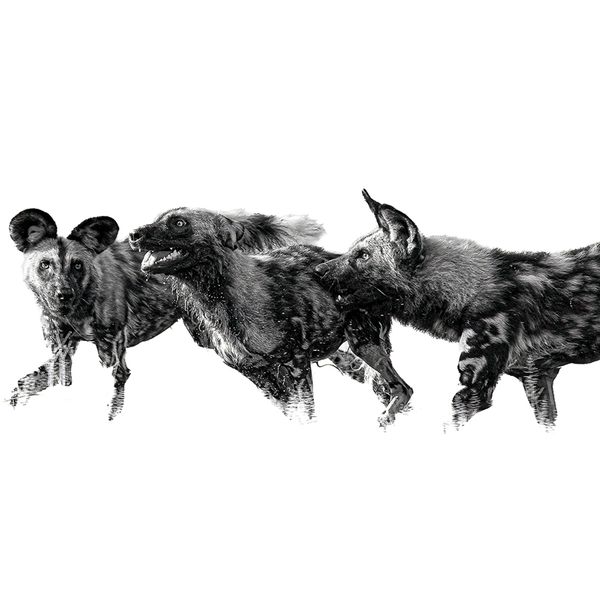 Wild Dog No.3 Limited Print
