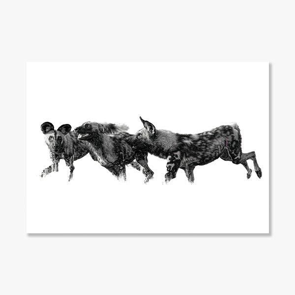 Wild Dog No.3 Limited Print