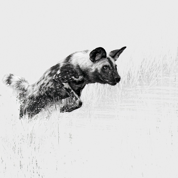 Wild Dog No.4 Limited Print