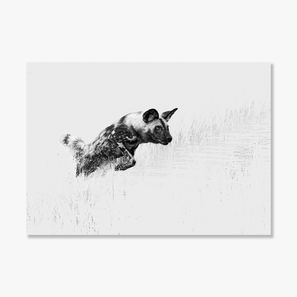 Wild Dog No.4 Limited Print
