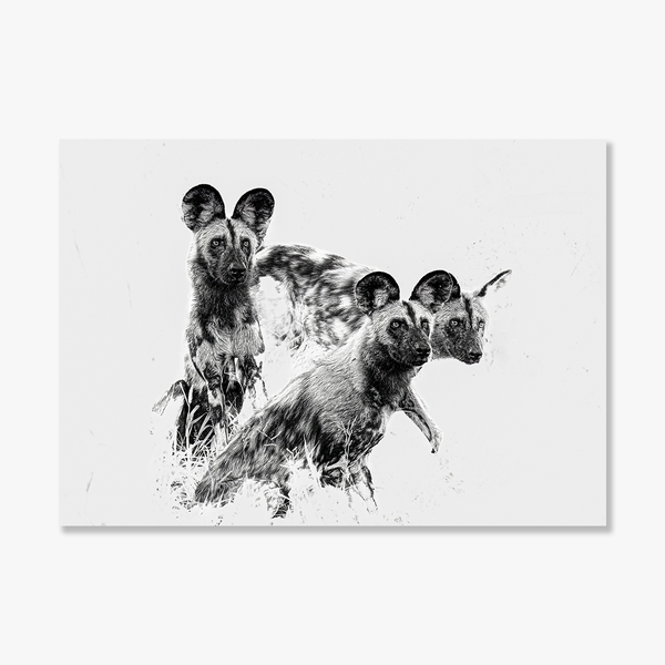 Wild Dog No.5 Limited Print