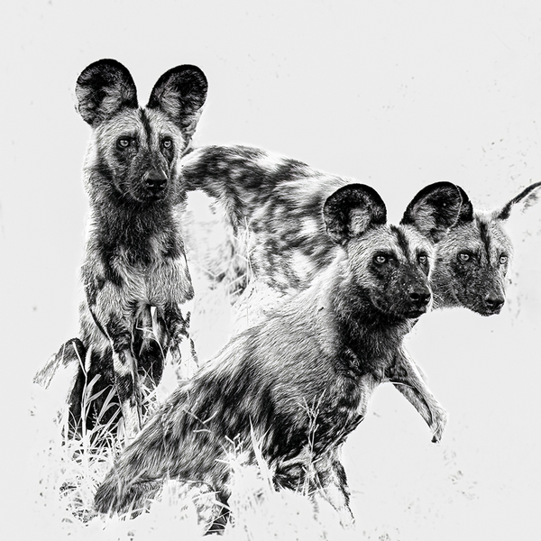 Wild Dog No.5 Limited Print