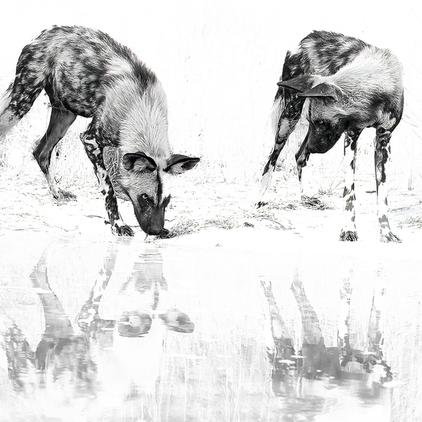Wild Dog No.6 Limited Print
