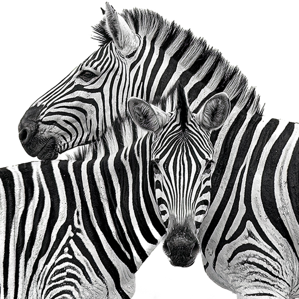 Zebra No.2 Limited Print