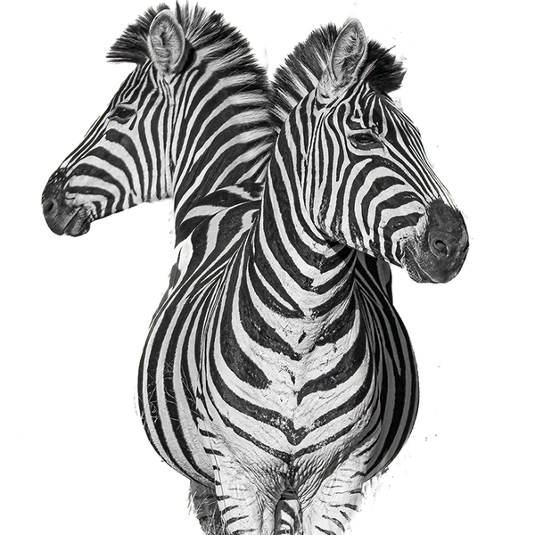 Zebra No.1 Limited Print