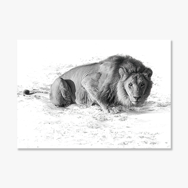 Lion No.1 Limited Print