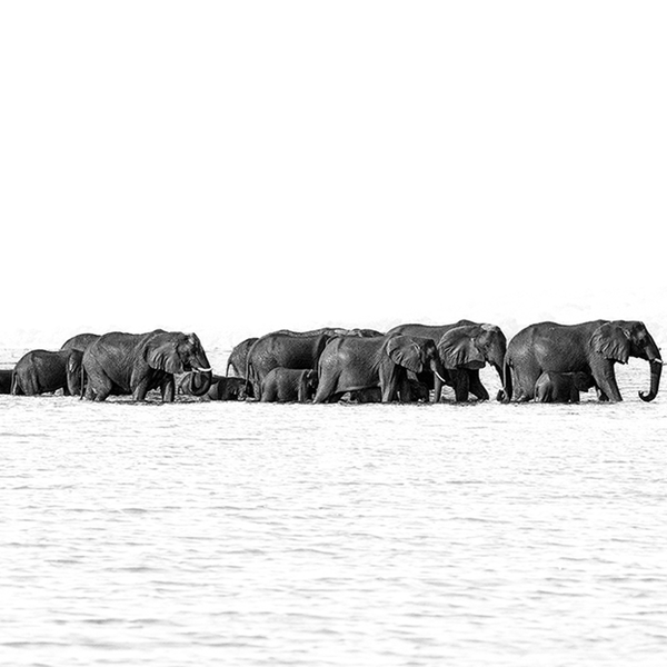 Elephant No.18 Limited Print